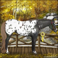 Horse Color:Liver Chestnut Sabino Near Leopard 