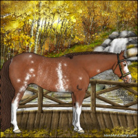 Horse Color:White Spotted Liver Chestnut Rabicano 