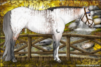 Horse Color:Gray Bay Blanket and Bay Near Leopard