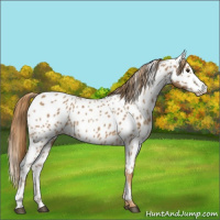 Horse Color:Chestnut Appaloosa