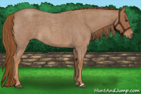 Horse Color:Red Roan