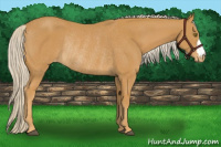 Horse Color:Palomino Appaloosa Rabicano