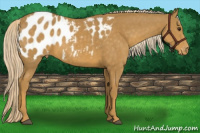 Horse Color:Palomino Appaloosa