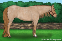 Horse Color:Red Roan 