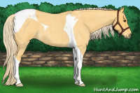 Horse Color:Palomino Roan Tobiano