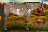 Horse Color:White Spotted Liver Red Dun 