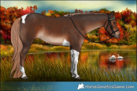 Horse Color:Liver Chestnut Tobiano 