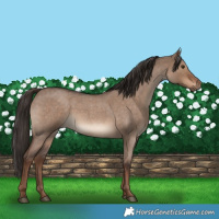 Horse Color:Liver Red Dun Roan 