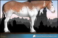 Horse Color:White Spotted Bay Sabino 