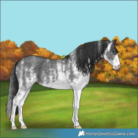 Horse Color:White Spotted Black 