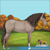 Horse Color:Classic Champagne Roan 