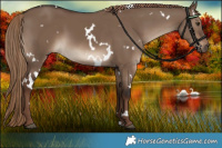 Horse Color:White Spotted Liver Red Dun 