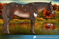 Horse Color:White Spotted Liver Chestnut 