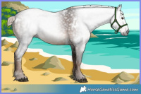 Horse Color:Gray White Spotted Liver Chestnut