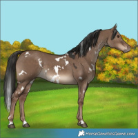 Horse Color:White Spotted Liver Red Dun 