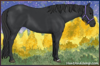 Horse Color:Black 