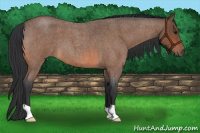 Horse Color:Bay Roan 
