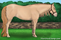 Horse Color:Gold Champagne 