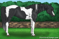 Horse Color:Black Tobiano 