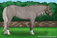 Horse Color:Silver Blue Roan 