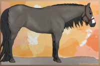 Horse Color:Grullo 