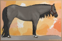 Horse Color:Grullo 