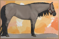 Horse Color:Grullo 