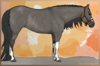Horse Color:Grullo Rabicano 