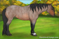 Horse Color:Bay Roan 