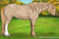 Horse Color:Red Roan 