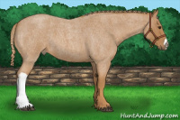 Horse Color:Red Roan 