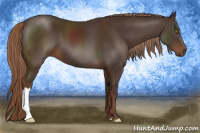 Horse Color:Liver Chestnut 