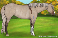 Horse Color:Silver Brown Dun Rabicano 