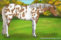Horse Color:Silver Buckskin Tobiano Appaloosa Rabicano 