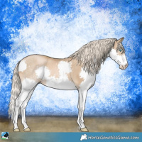 Horse Color:White Spotted Chocolate Palomino Pearl Splash