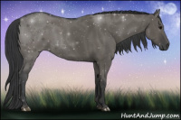 Horse Color:Grullo
