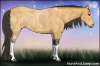 Horse Color:Buckskin 