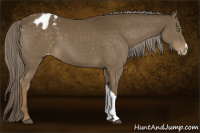 Horse Color:Chocolate Palomino Appaloosa