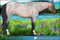 Horse Color:Brown Roan 