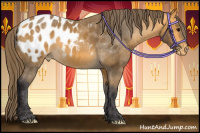 Horse Color:Buckskin Blanket 