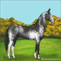 Horse Color:White Spotted Black 