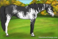 Horse Color:White Spotted Black Sabino
