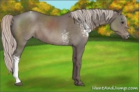 Horse Color:White Spotted Silver Black 