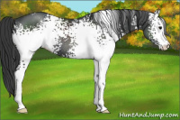 Horse Color:White Spotted Black