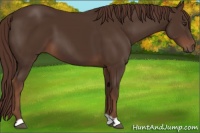 Horse Color:Liver Chestnut