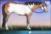 Horse Color:Bay Frame 
