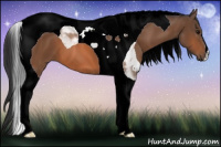 Horse Color:Bay Tobiano 