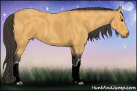Horse Color:Buckskin 