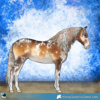 Horse Color:White Spotted Chocolate Palomino Onyx Sabino Rabicano