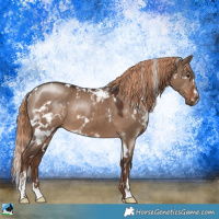 Horse Color:White Spotted Liver Red Dun Sabino 